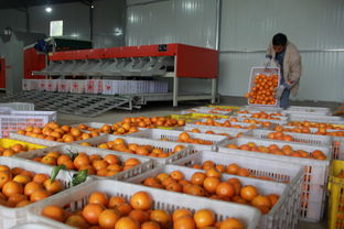 江南鎮(zhèn)農(nóng)產(chǎn)品初加工廠正式投產(chǎn)運營，助力初級農(nóng)產(chǎn)品收購與產(chǎn)業(yè)升級