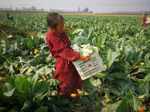 農產品為何賣不上價，國家推“農商互聯”，果農菜農的好日子來了